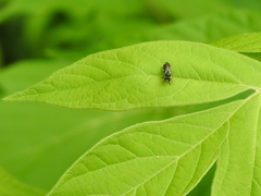 Hylaeus modestus