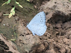 Celastrina echo cinerea