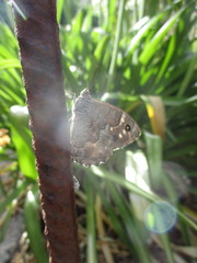 Hipparchia tamadabae