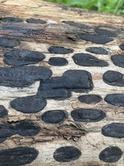 Biscogniauxia bartholomaei