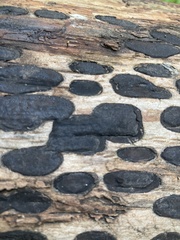 Biscogniauxia bartholomaei