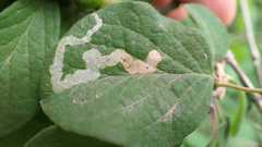 Aulagromyza hendeliana