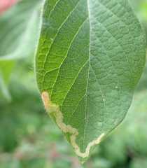 Aulagromyza hendeliana