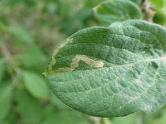 Aulagromyza hendeliana
