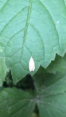 Adoxophyes negundana