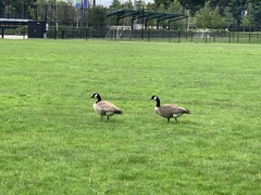 Branta canadensis