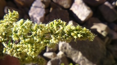 Ophryosporus