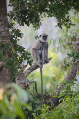 Tufted Gray Langur photo 5