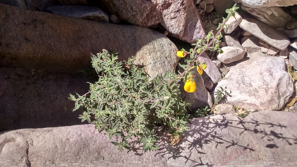 Calceolaria ajugoides (Calceolaria ajugoides)