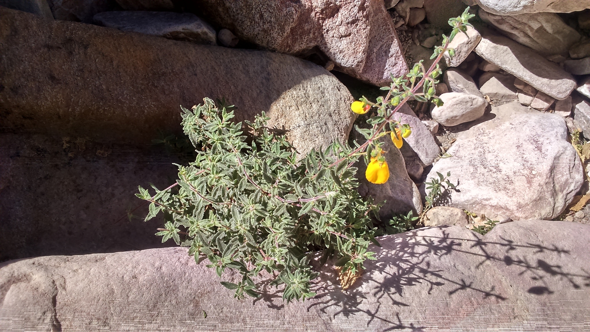 Calceolaria ajugoides