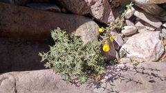 Shrubby Calceolaria (Calceolaria ajugoides)