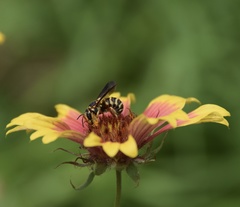 Dianthidium curvatum