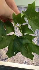 Magnoliopsida