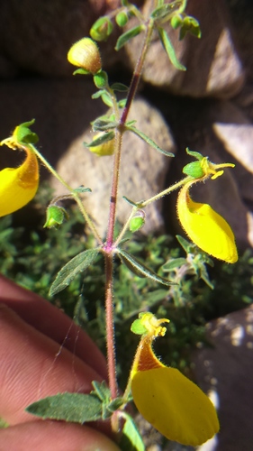 Image of Calceolaria Ajugoides (Calceolaria ajugoides) by (c) cstobie, some rights reserved (CC BY)