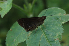 Cobalopsis nero
