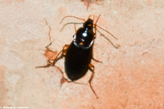 Calathus opaculus