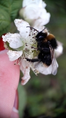 Bombus vestalis