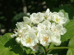 Crataegus submollis