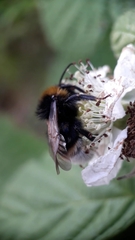 Bombus vestalis