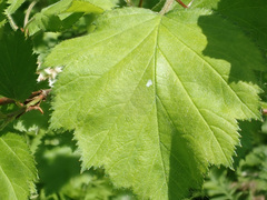 Crataegus submollis