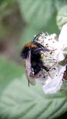 Bombus vestalis