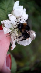 Bombus vestalis