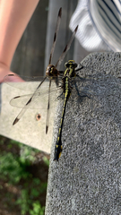 Gomphurus fraternus