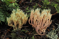 Ramaria apiculata