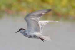Chlidonias