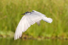 Chlidonias