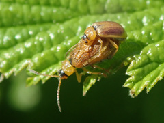Galerucella tenella