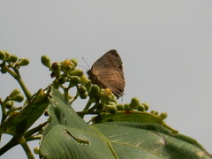 Rapala varuna orseis