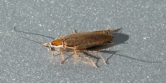 Ectobius lucidus