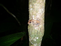 Scinax hiemalis