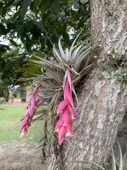 Tillandsia recurvifolia