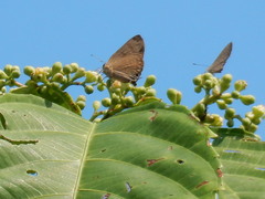 Rapala varuna orseis