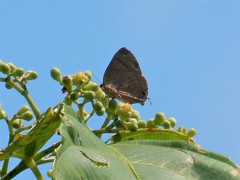 Rapala varuna orseis