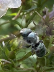 Osmia georgica