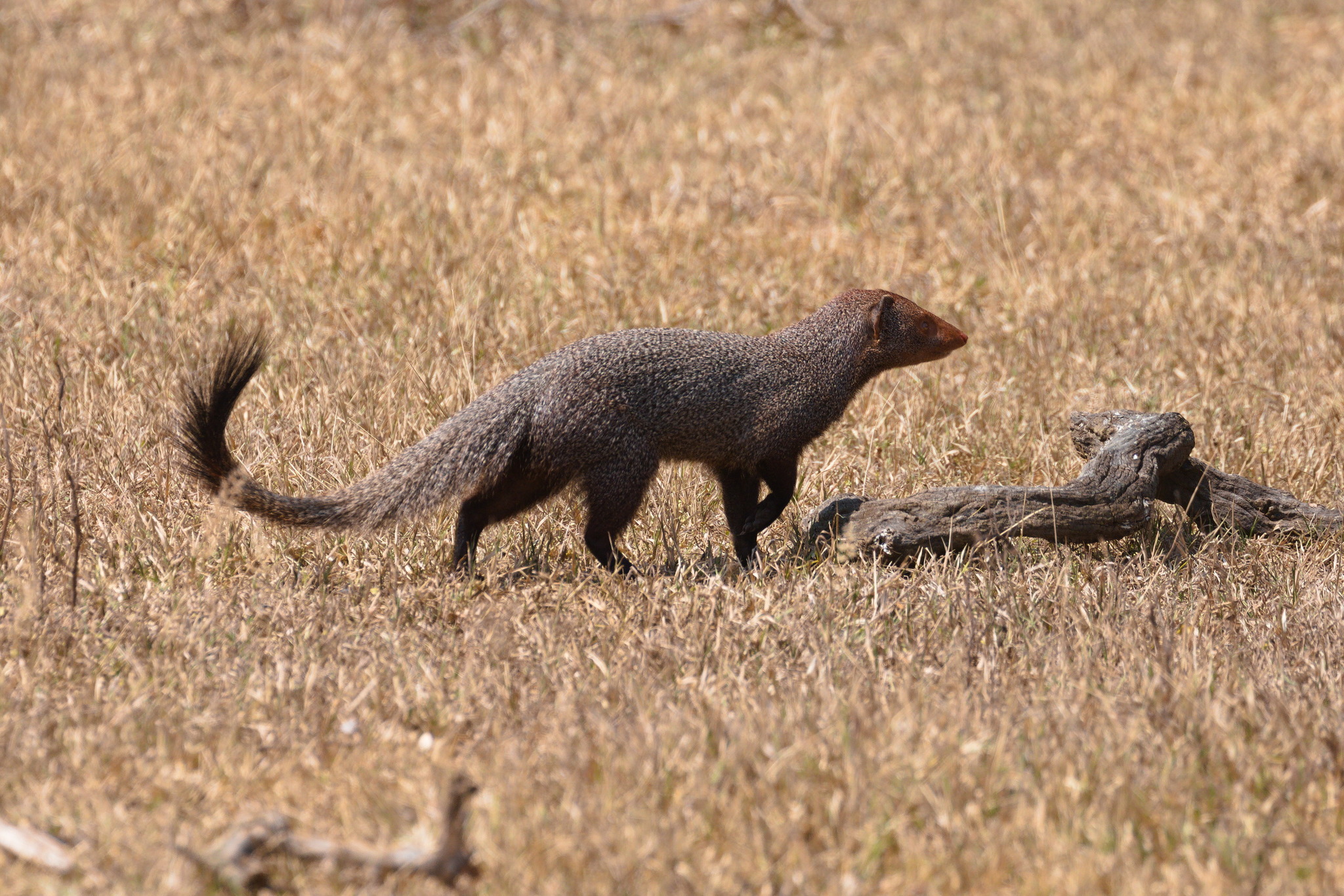 Herpestes smithii Gray, 1837