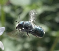 Osmia georgica
