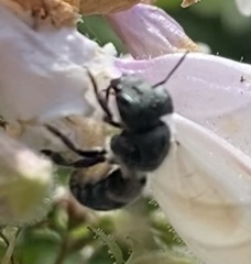 Osmia georgica
