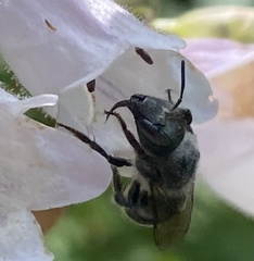 Osmia georgica
