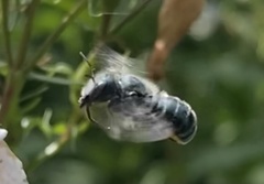 Osmia georgica