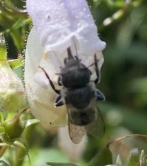 Osmia georgica