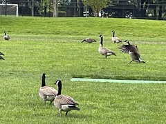 Branta canadensis