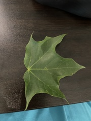 Magnoliopsida
