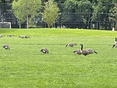 Branta canadensis