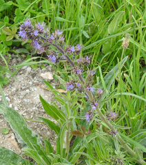 Echium lusitanicum
