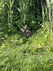 Sylvilagus floridanus
