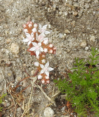 Sedum arenarium